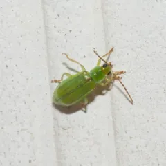 northern corn rootworm thumbnail 3