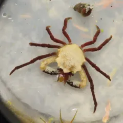 Graceful Kelp Crab thumbnail 3