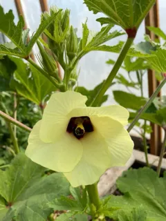 Okra thumbnail 3