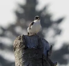 Fork-tailed Flycatcher thumbnail 2