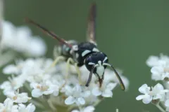 Stenodynerus blandus thumbnail 2