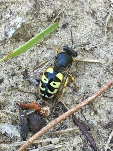 Bembix belfragei