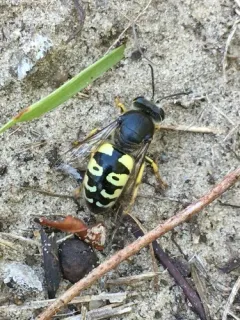 Bembix belfragei thumbnail 1