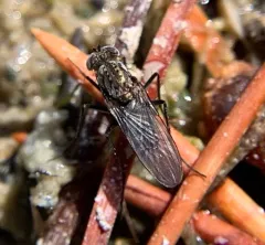 Tachytrechus angustipennis thumbnail 2