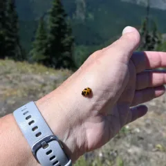 Mountain Lady Beetle thumbnail 3
