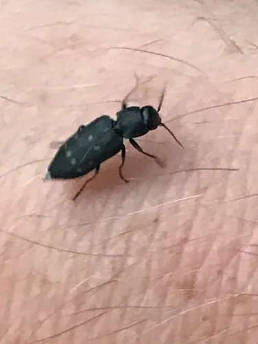 Charcoal Beetle