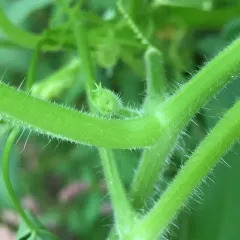 Oneseed Bur Cucumber thumbnail 3