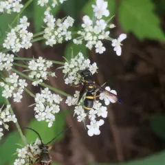Perennial Mason Wasp thumbnail 4