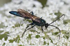 Patrocloides montanus thumbnail 4