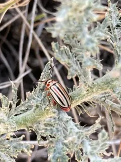 Disonycha latifrons thumbnail 2