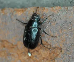 Diplotaxis tristis thumbnail 2