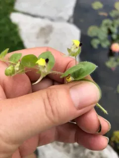round-leaved fluellen thumbnail 3