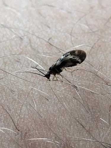 Climacia californica