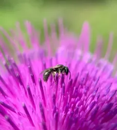 Bristle Sweat Bee thumbnail 2