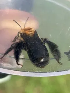 Black-legged Longhorn bee thumbnail 1