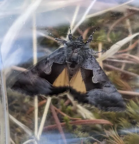 Syngrapha orophila