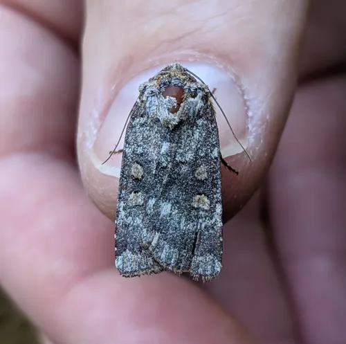Abagrotis pulchrata