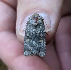 Abagrotis pulchrata thumbnail 1