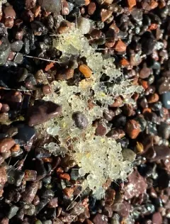 Spiny Waterflea thumbnail 3