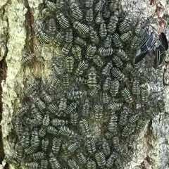 Tree Cattle thumbnail 3