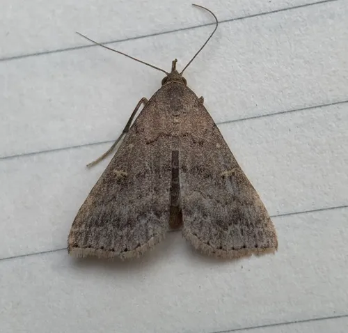 Florida Tetanolita Moth