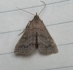 Florida Tetanolita Moth thumbnail 1