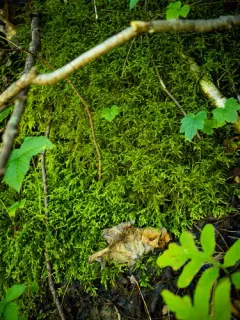pinched shaggy moss thumbnail 3