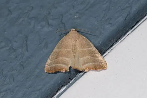 Straight-lined Mallow Moth