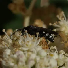 Five-spotted Spider Wasp thumbnail 2