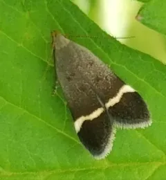 Agrimony Anacampsis Moth thumbnail 2