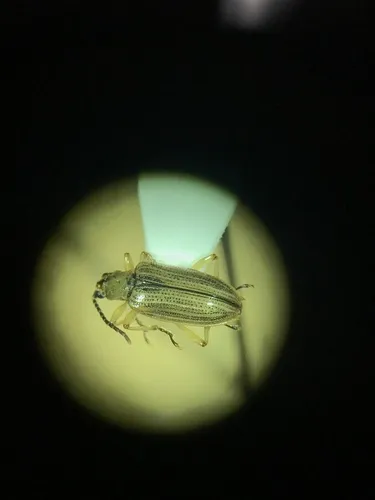 Neohaemonia melsheimeri