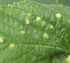 Hackberry Blister Gall Psyllid thumbnail 2