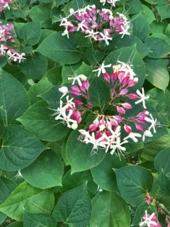 Harlequin glorybower thumbnail 2