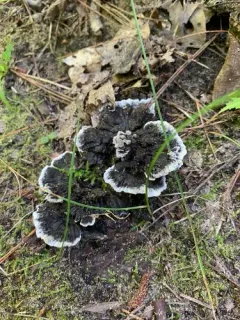 Thelephora cuticularis thumbnail 3