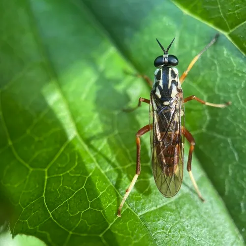 Xylomya americana