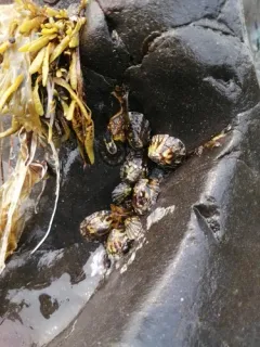 Rough Limpet thumbnail 4