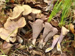Gomphus ludovicianus thumbnail 4