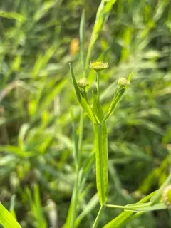 Decurrent False Aster thumbnail 4