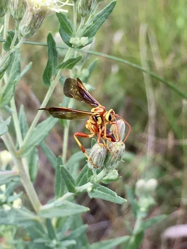 Ceratogastra ornata