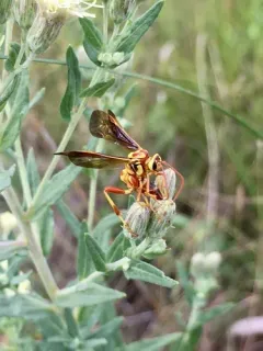 Ceratogastra ornata thumbnail 1