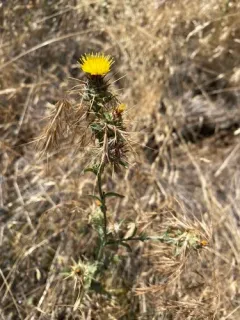 Maltese star-thistle thumbnail 2