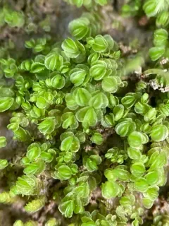 Crenulated Flapwort thumbnail 3