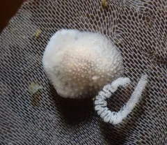 Janna's Dorid thumbnail 2