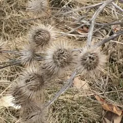 greater burdock thumbnail 4