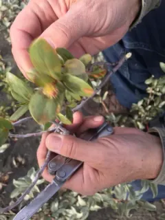 Setchell's Willow thumbnail 4