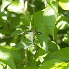 Tipula caloptera thumbnail 3