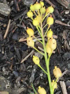 Hoary Yellowcress thumbnail 2