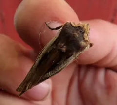American Swordgrass Moth thumbnail 3