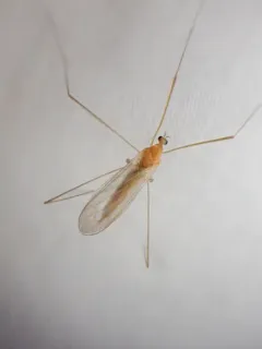 Antocha monticola thumbnail 1
