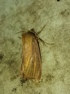 Red Sedge Borer Moth thumbnail 4